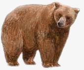 Brown Bear. / &copy;: WWF