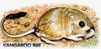 Kangaroo Rat. / ©: WWF Kangaroo Rat. / ©: WWF