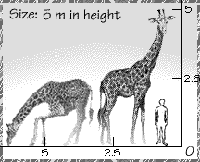 Giraffe height. / ©: WWF Giraffe height. / ©: WWF
