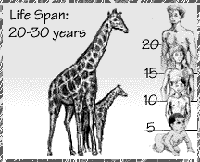 Giraffe life-span. / ©: WWF Giraffe life-span. / ©: WWF