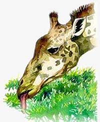 Giraffe's Food Habits. / ©: WWF Giraffe's Food Habits. / ©: WWF