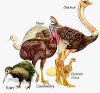 Flightless Birds. / &copy;: WWF
