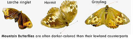 Mountain butterflies are often darker-coloured than their lowland counterparts. / ©: WWF Mountain butterflies are often darker-coloured than thier lowland counterparts. rel=