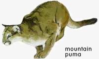 Mountain Puma. / ©: WWF Mountain Puma. / ©: WWF