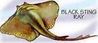 Black Sting ray. / &copy;: WWF-Canon