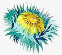 Sea Anemone. / &copy;: WWF-Canon