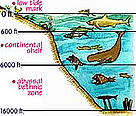 Oceans support the greatest variety of life on earth. / &copy;: WWF