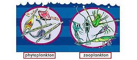 Phytoplankton &  Zooplankton. rel=