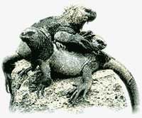 Iguana. / ©: WWF Iguana. / ©: WWF