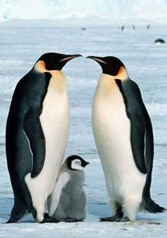 Emperor penguin (<i>Aptenodytes forsteri</i>) adults & chick, Dawson-Lambton Glacier, Antarctica.