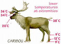 Caribou. / ©: WWF Caribou. / ©: WWF