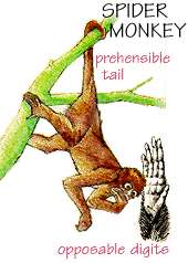 Spider Monkey. / ©: WWF Spider Monkey. / ©: WWF