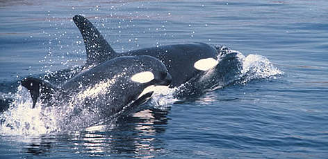 Killer whale (Orcinus orca), 3 year old female babysitting. Puget Sound, Washington, USA. / ©: WWF-Canon / William W. ROSSITER rel=