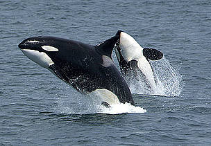 Two orcas (killer whales) off the south side of Unimak Island, eastern Aleutian Islands, Alaska, US. / &copy;: Robert Pittman / NOAA