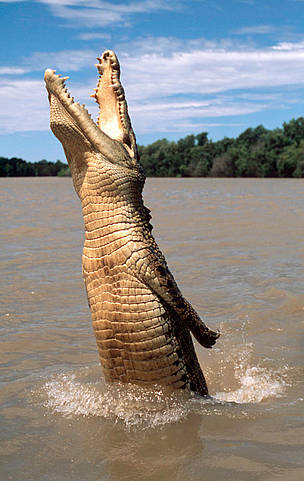 Crocodile jumping out of the water to grab offered food. / ©: WWF-Canon / Martin HARVEY Saltwater crocodile jumping out of the water for offered food, Australia. / ©: WWF-Canon / Martin HARVEY