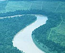 Forest and plantations along the Kinabatangan River.