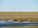 Red-crowned cranes and swan on fall migration. Dornod Eastern Mongolia. Fall 2006 / ©: WWF Russia / Vadim Kiriliuk / ©: WWF Russia / Vadim Kiriliuk