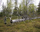 The valuable Iso Kivirova old growth forest area will remain untouched thanks to the conservation decision reached in Finland by WWF and Metsähallitus.

