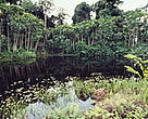 Mangrove forests. Kiunga Marine National Reserve, Kenya.