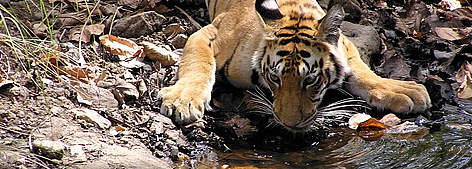 Indochinese tiger / ©: Neil Gogate / WWF Greater Mekong rel=