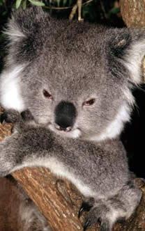 Koala (Phascolarctos cinereus), Australia. / ©: WWF-Canon / Martin HARVEY Koala (<i>Phascolarctos cinereus</i>), Australia. / ©: WWF-Canon / Martin HARVEY