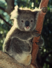  / &copy;: WWF / Frédy MERCAY
