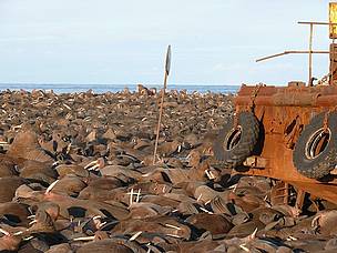 Walrus haulout. Ryrkaypiu, Chukotka, Russia. / ©: Tom Arnbom Walrus haulout. Ryrkaypiu, Chukotka, Russia. / ©: Tom Arnbom