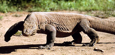 Komodo dragon (Varanus komodoensis), Komodo Islands, Indonesia. / ©: WWF-Canon / Michel TERRETTAZ Komodo dragon (<i>Varanus komodoensis</i>), Komodo Islands, Indonesia. rel=