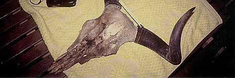 Skull of a kouprey being measured by WWF scientists rel=