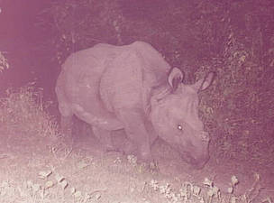 Rhino captured in a corridor restoration area. Wildlife frequently use this corridor to between ... / ©: WWF Nepal Rhino captured in a corridor restoration area. Wildlife frequently use this corridor to between ... / ©: WWF Nepal