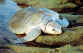 Olive ridley turtle (Lepidochelys olivacea) coming out of the water. / ©: WWF-Canon / Guy MARCOVALDI Olive ridley turtle (<i>Lepidochelys olivacea</i>) coming out of the water. / ©: WWF-Canon / Guy MARCOVALDI