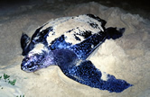 Leatherback turtle (Dermochelys coriacea) laying eggs on the beach. / ©: WWF-Canon / Martin HARVEY Leatherback turtle (<i>Dermochelys coriacea</i>) laying eggs on the beach. / ©: WWF-Canon / Martin HARVEY