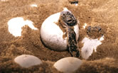 Leatherback turtle (Dermochelys coriacea) hatchlings coming out of eggs. / ©: WWF-Canon / Roger LeGUEN Leatherback turtle (<i>Dermochelys coriacea</i>) hatchlings coming out of eggs. / ©: WWF-Canon / Roger LeGUEN