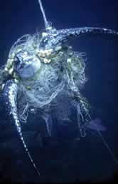 Leatherback turtle (Dermochelys coriacea) caught in a net. After days of struggle, it finally ... / ©: WWF-Canon / Michel GUNTHER Leatherback turtle (<i>Dermochelys coriacea</i>) caught in a net. After days of ... / ©: WWF-Canon / Michel GUNTHER