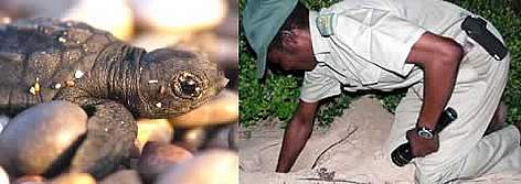 From left to right: Loggerhead turtle (Caretta caretta) hatchling; Project Monitor July Ngubane ... / ©: From left to right: WWF-Canon / Michel GUNTHER; WWF-Canon / Richard McLellan From left to right: Loggerhead turtle (<i>Caretta caretta</i>) hatchling; Project ... rel=