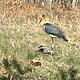 The globally threatened lesser adjutant is regularly observed at waterholes throughout Cambodia's Eastern Plains Landscape. © FA / WWF-Cambodia