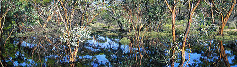 Recently flooded eucalypt forest in the Mallee Landscape of southwestern Australia. / ©: Leslie Leong Recently flooded eucalypt forest in the Mallee Landscape of southwestern Australia. rel=