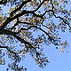 La Pacho - el arbol del arboles © Foto by Arjen Struijk