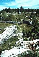 Alerce stumps in what was one a temperate rainforest Near Valdivia, Chile. / &copy;: WWF-Canon / Edward PARKER