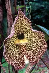 Aristolochia cordiflora, the flower reaches 25 cm in diameter. This liana is the host plant of ... / ©: WWF-Canon / Diego M. GARCES Aristolochia cordiflora, the flower reaches 25 cm in diameter. This liana is the host plant of ... / ©: WWF-Canon / Diego M. GARCES