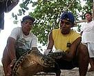 Cristina Ordoñez (CCC) and villagers tagging a hawksbill turtle at Chiriqui Beach, once the largest nesting site for this species in the Caribbean.