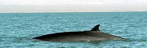Fin whale (Balaenoptera physalus) surfacing. Whale watching in Baja California, Mexico. / ©: WWF-Canon / Gustavo YBARRA Fin whale (Balaenoptera physalus) surfacing. Whale watching in Baja California, Mexico. rel=