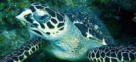 Hawksbill Turtle (Eretmochelys imbricata). / ©: WWF / Lucy Hawkes rel=