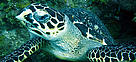  / &copy;: WWF / Lucy Hawkes