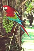Red-and-green macaw (Ara chloropterus), Mato Grosso, Brazil. / ©: WWF-Canon / Michel GUNTHER Red-and-green macaw (Ara chloropterus), Mato Grosso, Brazil. / ©: WWF-Canon / Michel GUNTHER