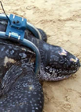The leatherback turtle named Zoe. Click to view an enlarged picture. / ©: Karumbe The leatherback turtle named Zoe. Click to view an enlarged picture. / ©: Karumbe