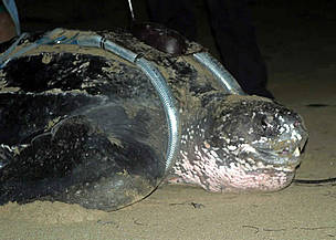 The leatherback turtle named Rickie. Click to view an enlarged picture. / ©: WWF-CCC The leatherback turtle named Rickie. Click to view an enlarged picture. / ©: WWF-CCC