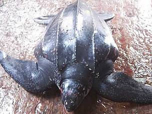 The leatherback turtle named Victoria. Click to view an enlarged picture. / ©: Marin Abreu / PNOFA The leatherback turtle named Victoria. Click to view an enlarged picture. / ©: Marin Abreu / PNOFA