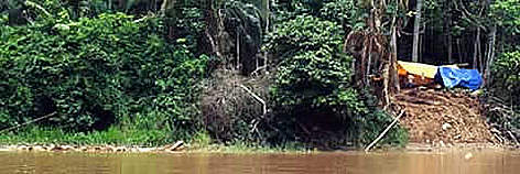 Bolivian logging camp for Mahogany on the Peru-Bolivian border, shore of lower Heath River Opposite ... rel=