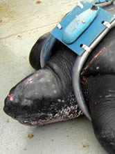 The leatherback turtle named Dona Merluza. Click to view an enlarged picture. / &copy;: WWF